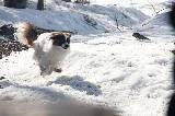 Koirat nauttivat vapaudesta ja liikkumisen mahdollisuudesta. Hulda vauhdissa keväthangilla.